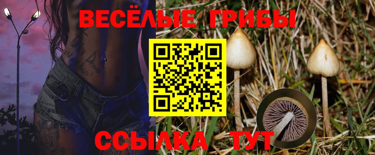 Заречный  Галлюциногенные грибы Psilocybine cubensis  сколько стоит  Вход с VPN 